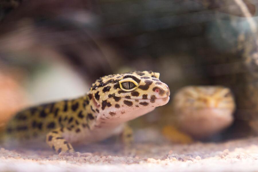 Terrarieinredning för små geckoarter