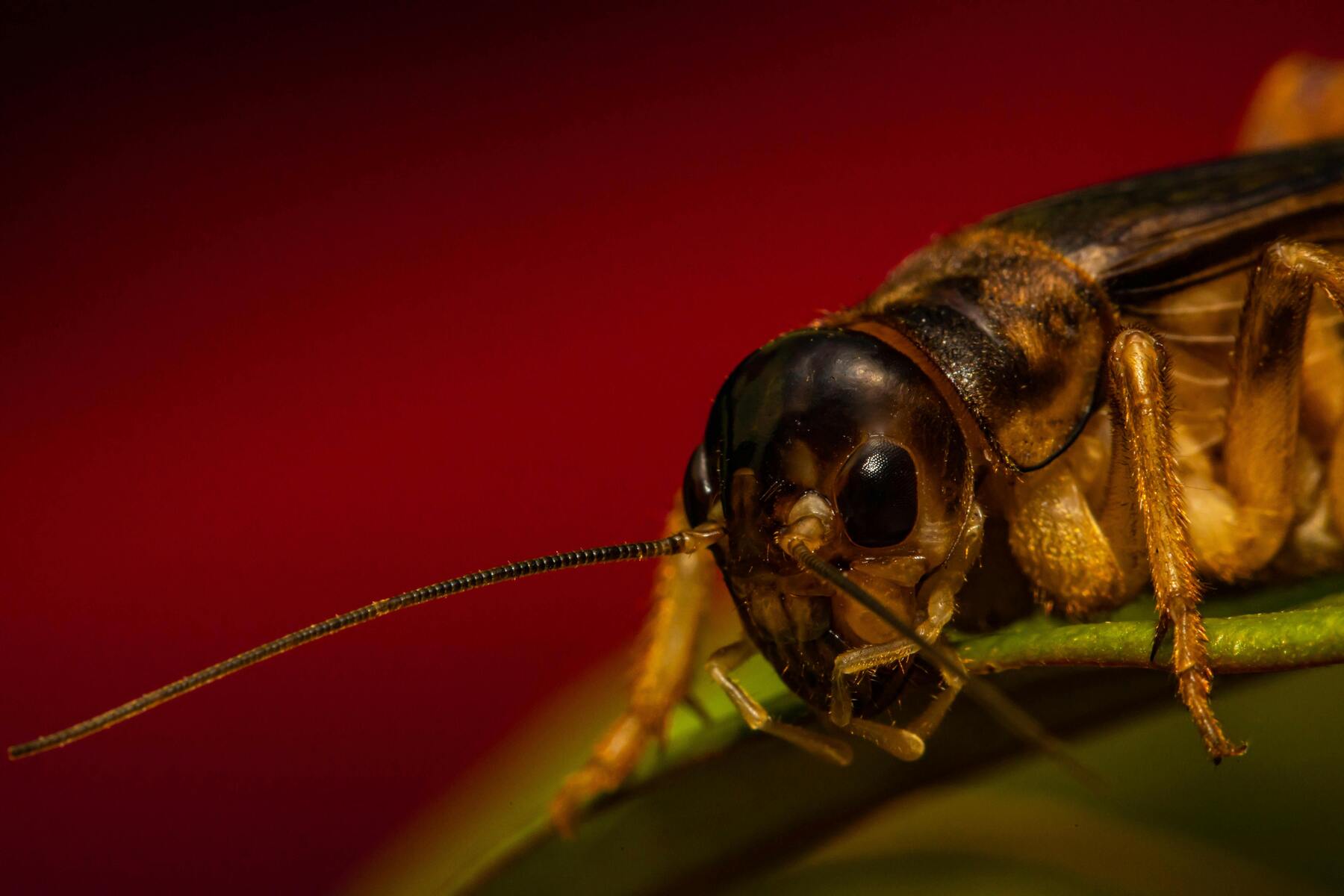 Foderinsekter för reptiler: En näringsrik guide
