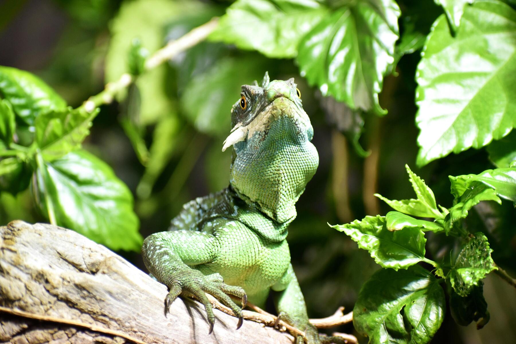 Skötsel av grön leguan: Ett perfekt hem för din reptil