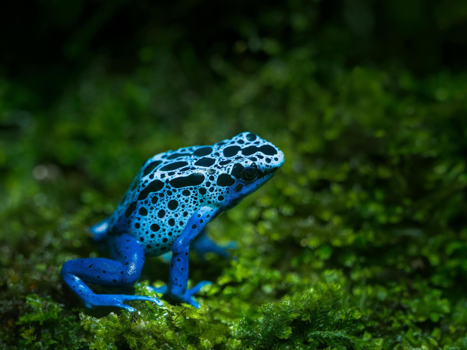 Skötsel av pilgiftsgrodor i terrarium