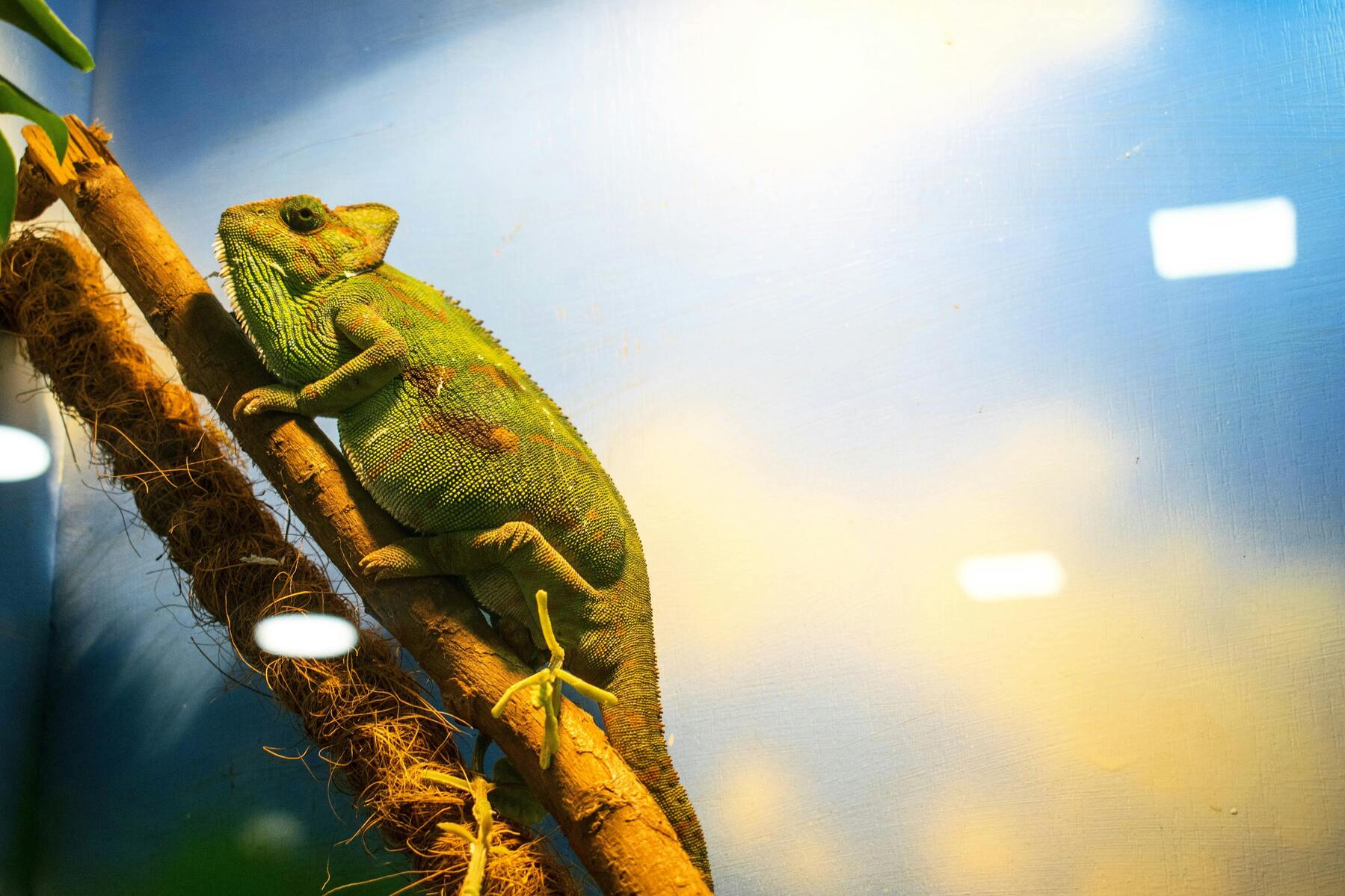 Terrarieinredning för Kameleonter: Tips och råd