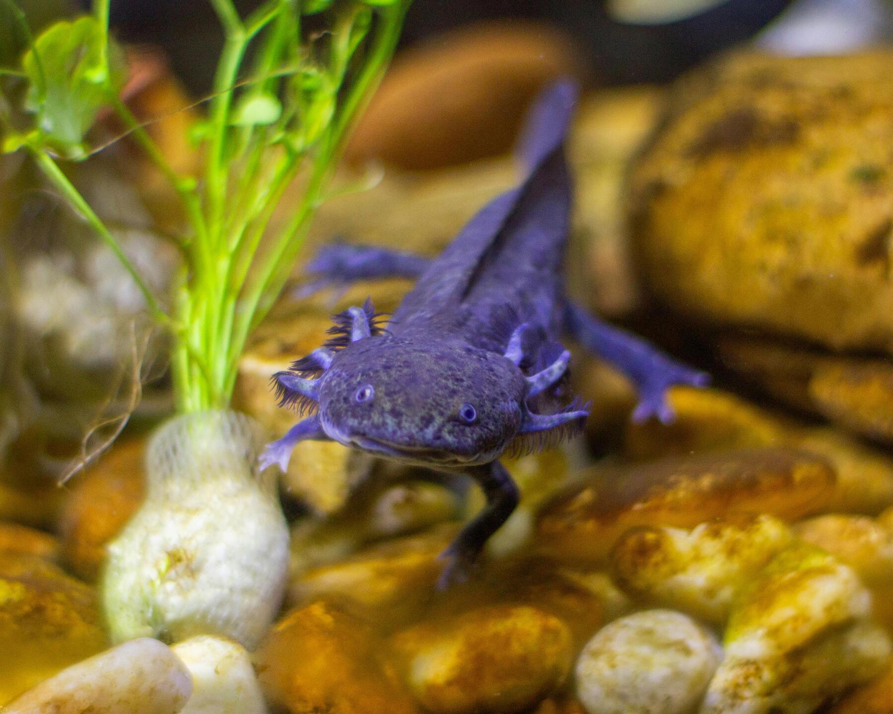 Skötsel av axolotl i terrarium