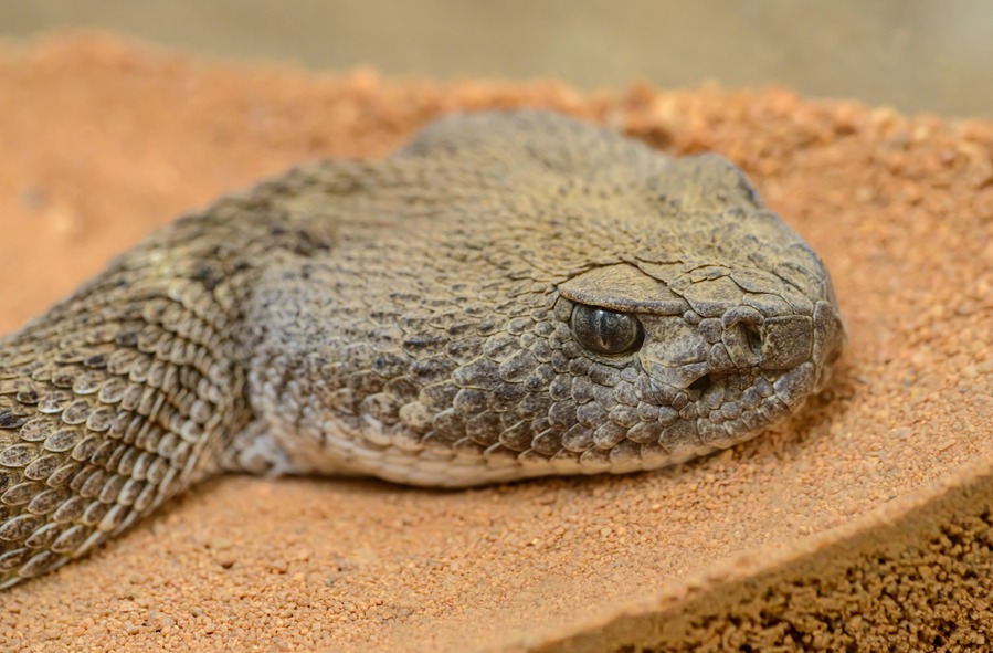 Ge ditt reptilhusdjur det bästa med ZOO.ses omfattande sortiment