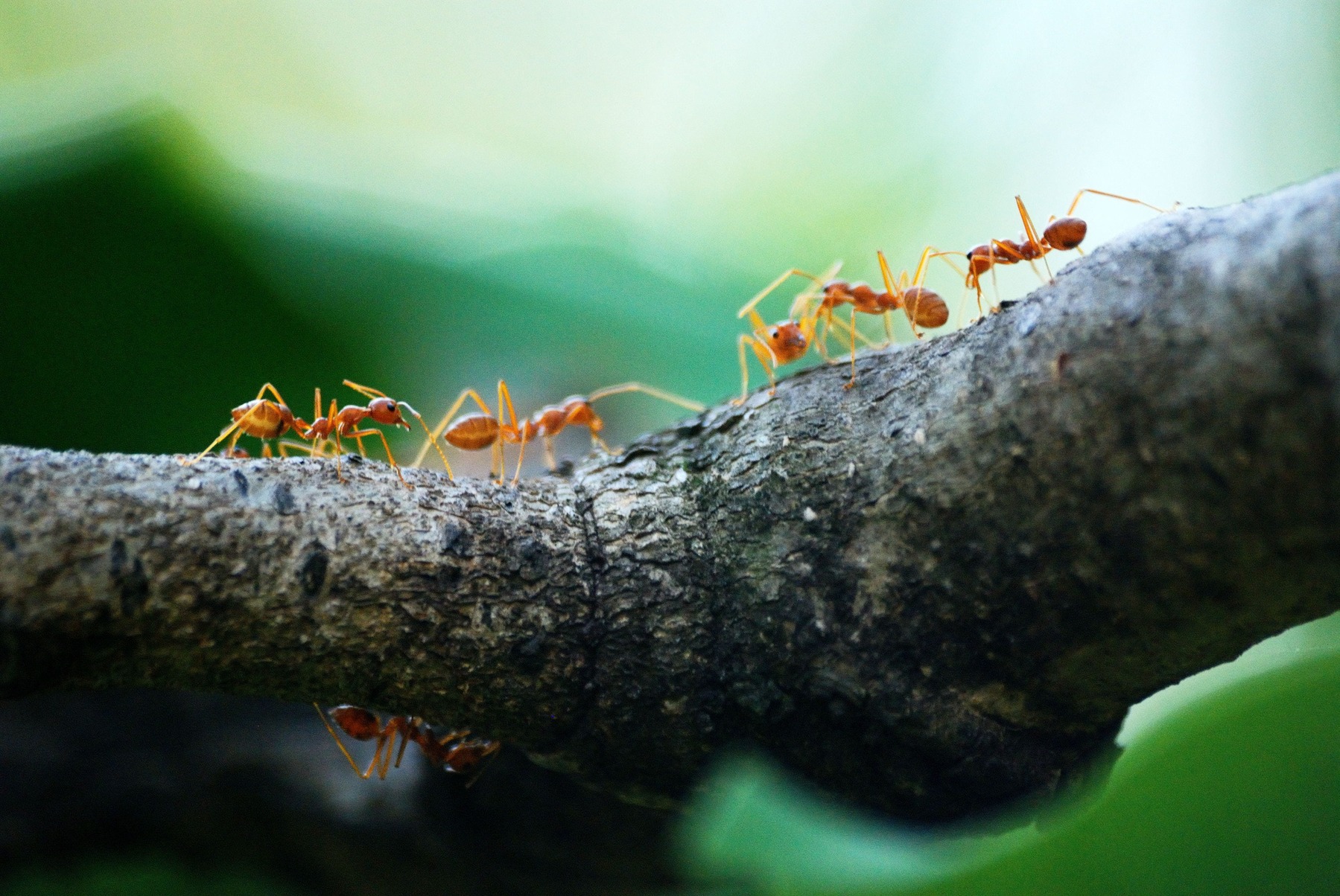Giftiga och icke-giftiga insekter för terrariedjur